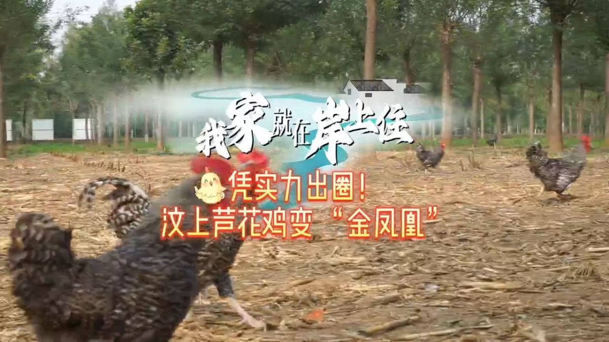 我家就在岸上住丨憑實力出圈！汶上蘆花雞變 “金鳳凰”